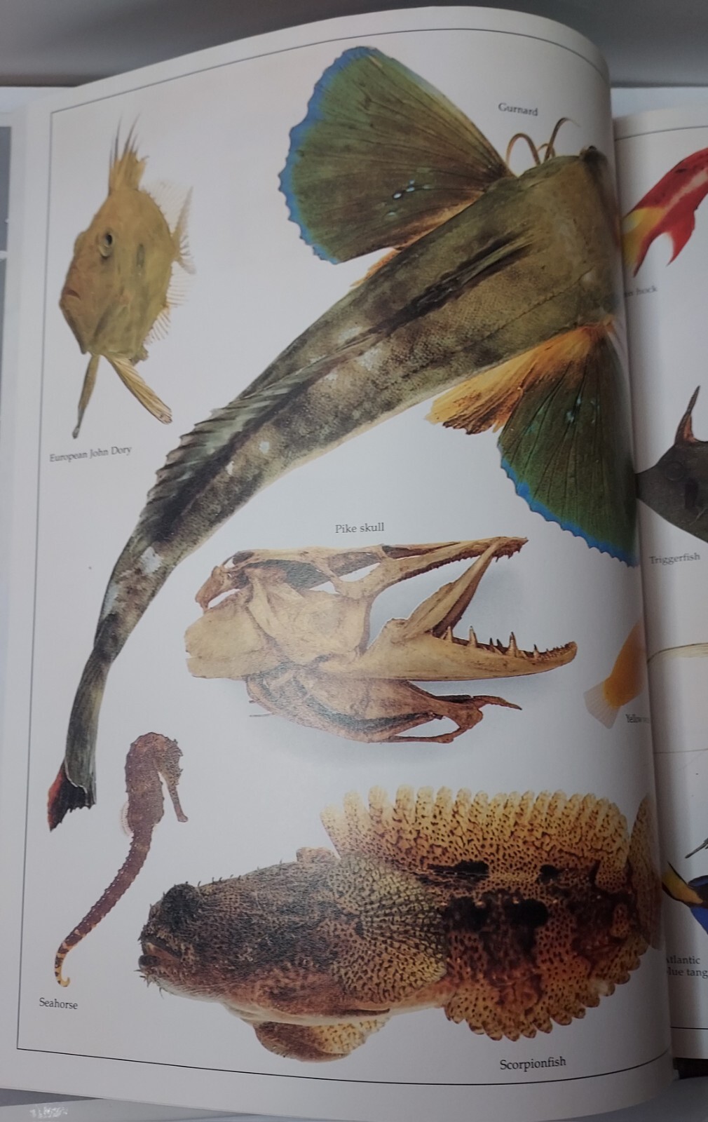 Vtg Eyewitness Bks. Fish by Steve Parker and Dorling Kindersley Publishing Staff